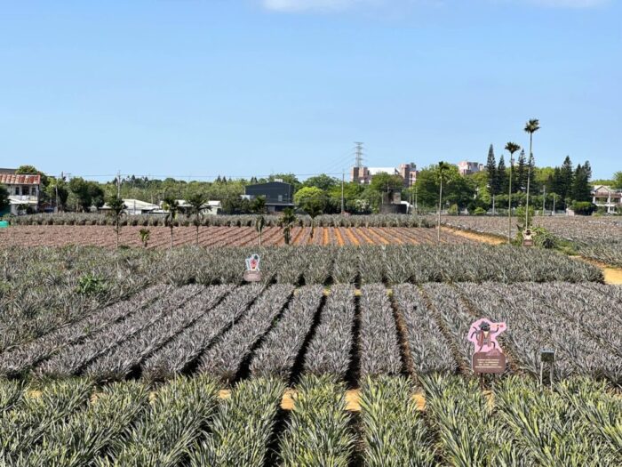 嘉義のパイナップル農園兼ショップ・旺萊山鳳梨文化園區の畑