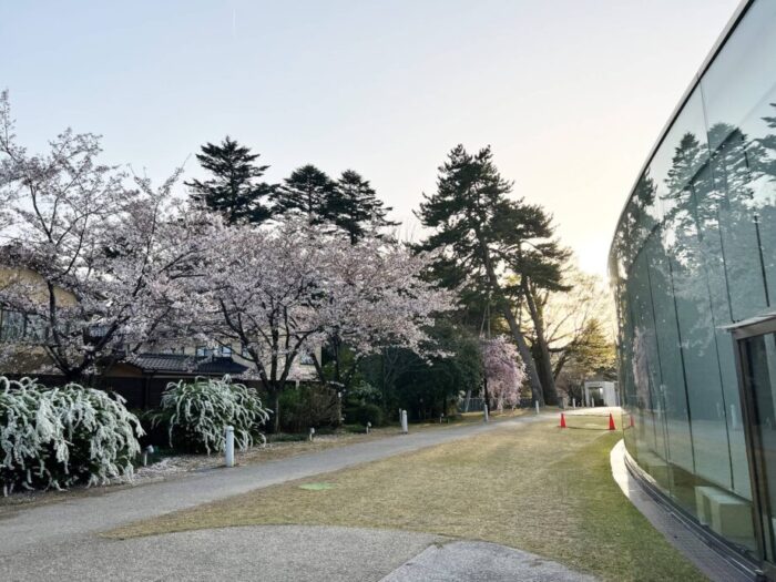 石川・金沢21世紀美術館の屋外エリアの桜