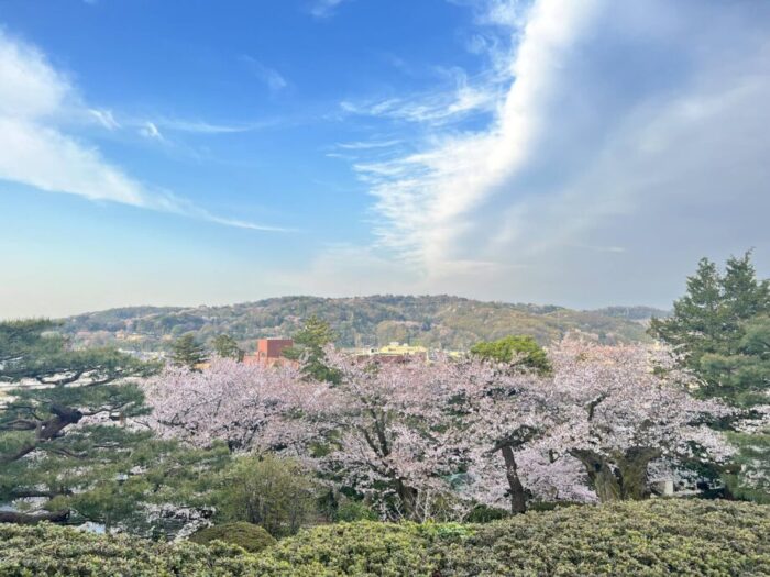 石川・金沢の日本庭園　兼六園の桜が見える風景