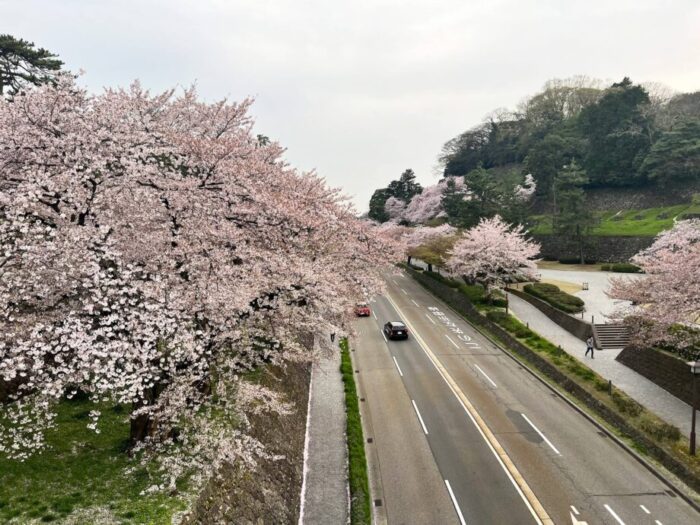 石川・金沢の日本庭園　兼六園からの桜と道路の風景