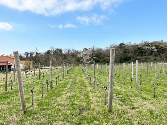 新潟ワインコースト／ワイナリー　フェルミエのブドウ畑