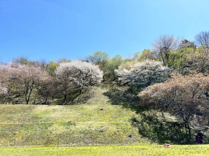 新発田・桜公園の満開の桜