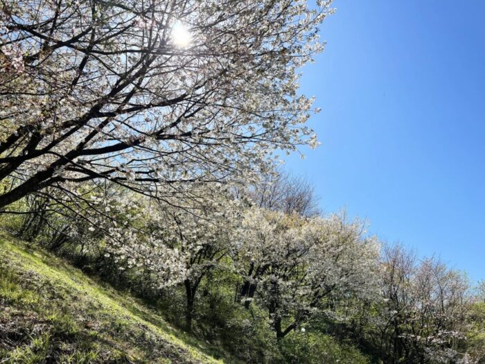 新発田・桜公園の桜