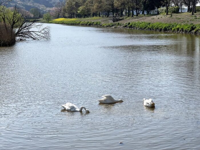 西蒲区・上堰潟公園の湖で泳ぐ白鳥