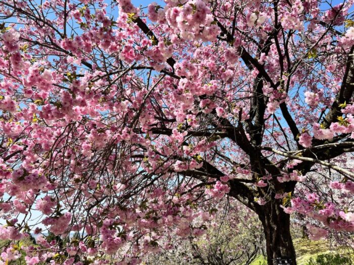 新発田・桜公園のうつくしい桜