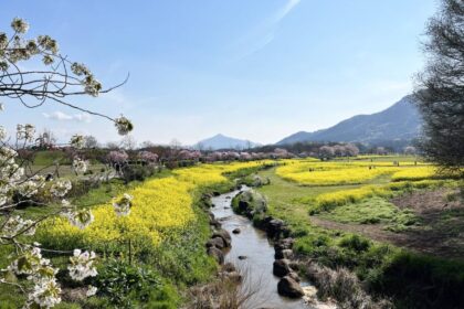西蒲区・上堰潟公園の菜の花＆桜のコントラスト