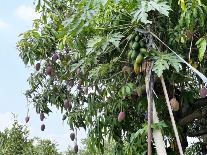 マンゴーの名産地として知られる玉井（ユージン）で見かけたマンゴーとパパイヤの樹